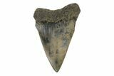 Fossil Broad-Toothed Mako Tooth - South Carolina #171186-1